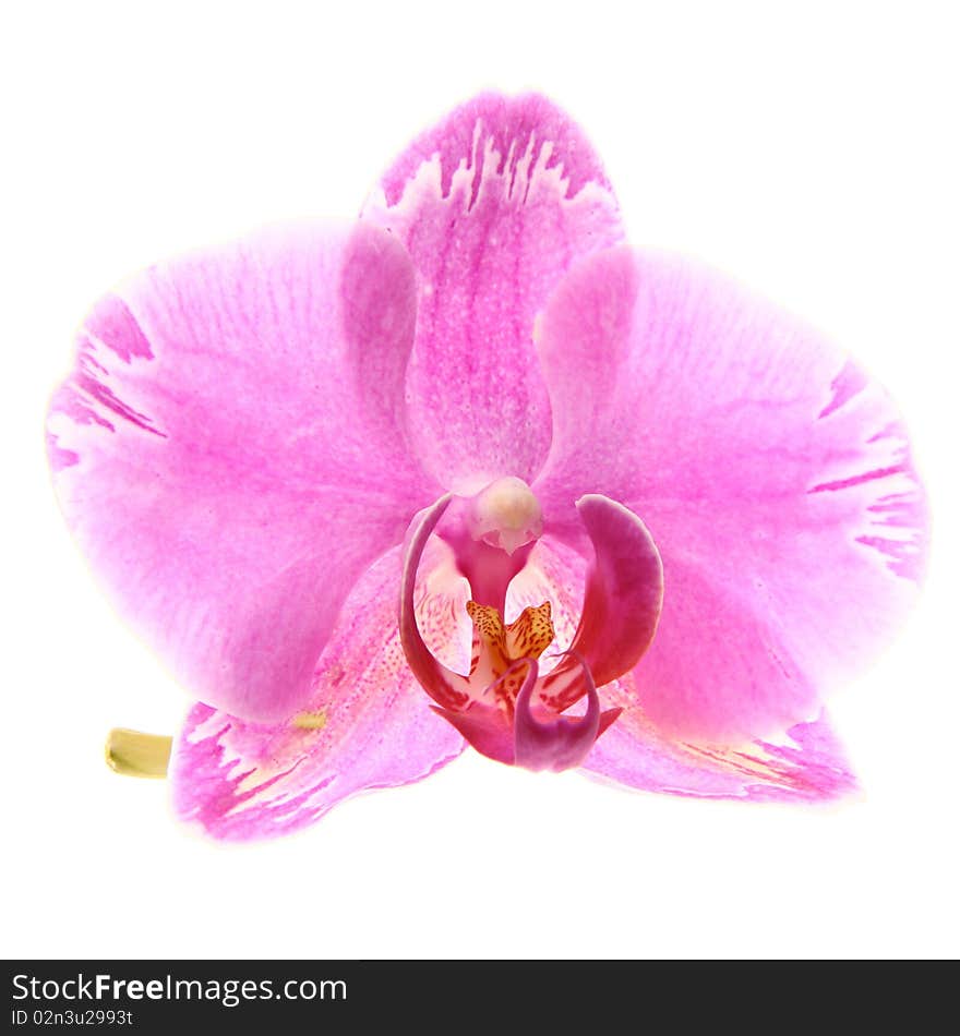 Purple Orchid