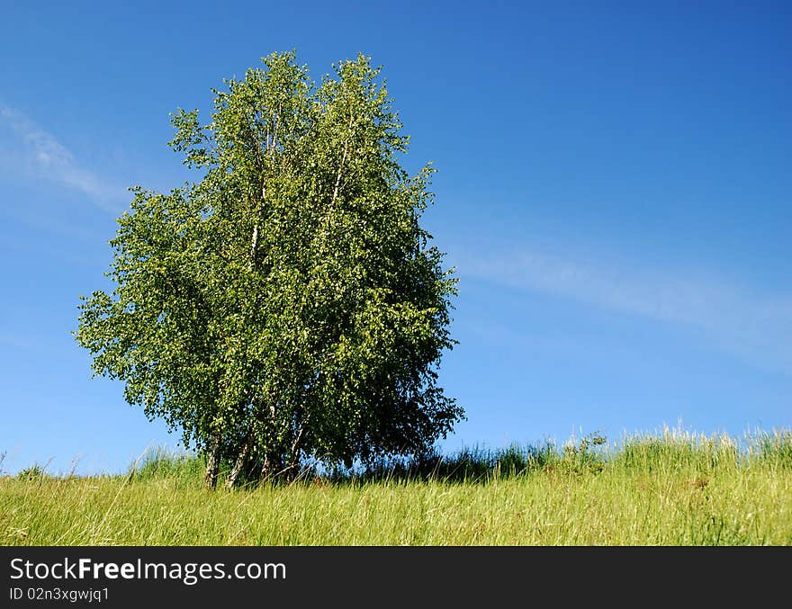 Spring Landscape on a Clear Blue Day