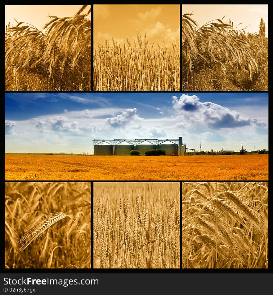 Agricolture details - wheat silos under the blue summer sky and gold wheat details. Agricolture details - wheat silos under the blue summer sky and gold wheat details