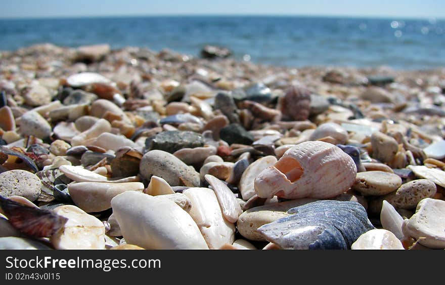 Shells and stones at seaside.