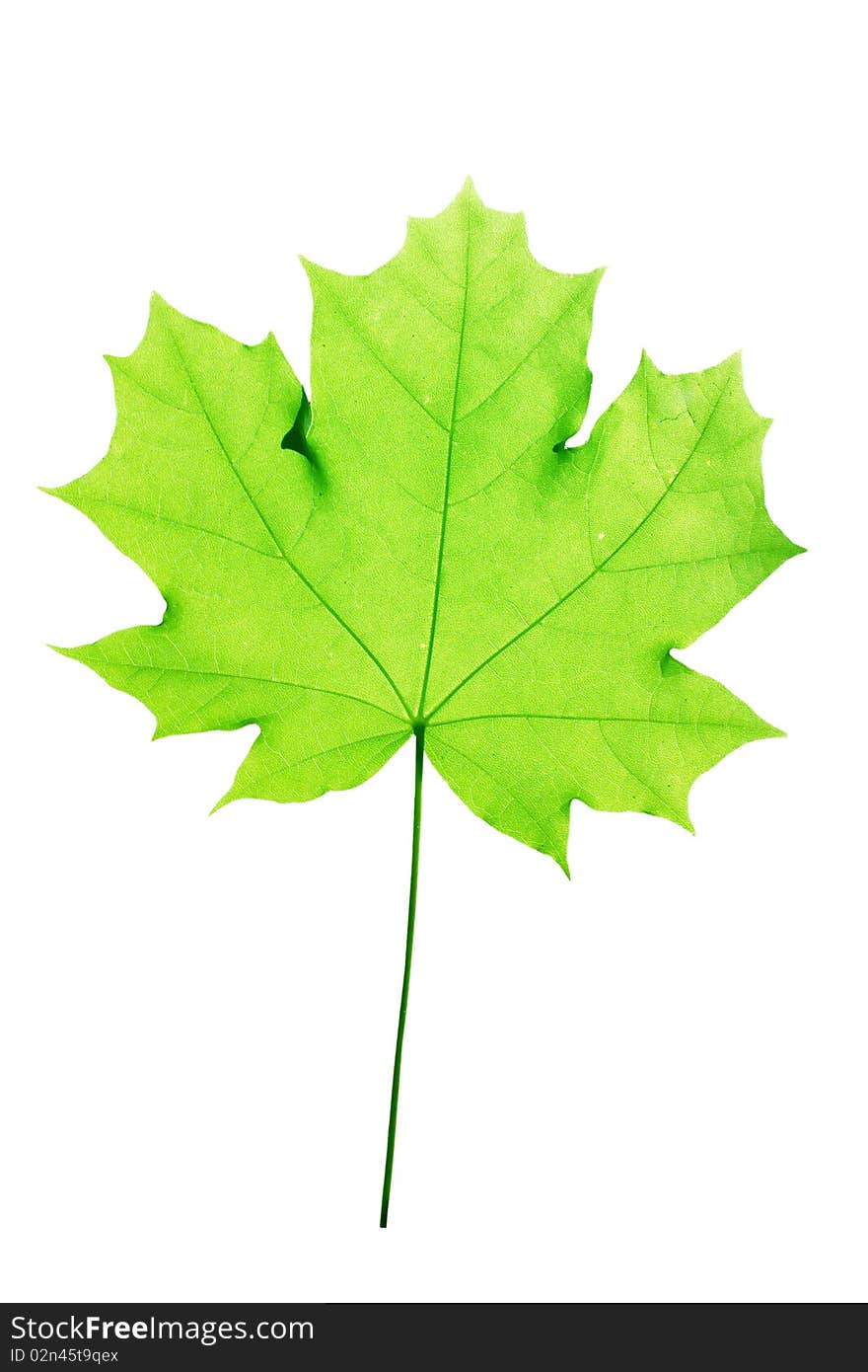 Leaves tree maple isolated on a white background. Leaves tree maple isolated on a white background