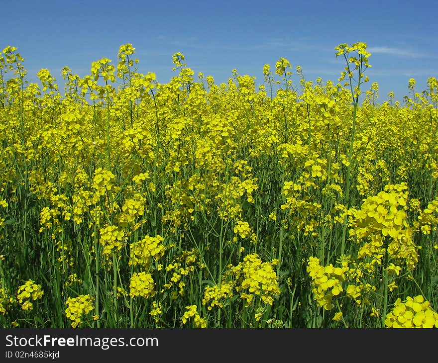 Rape field under blue sky. Rape field under blue sky.