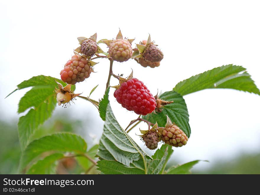 Ripe appetizing raspberry institute ripen june upon horticultural area