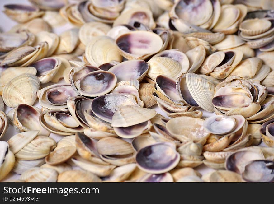 Many shells on the background. Many shells on the background