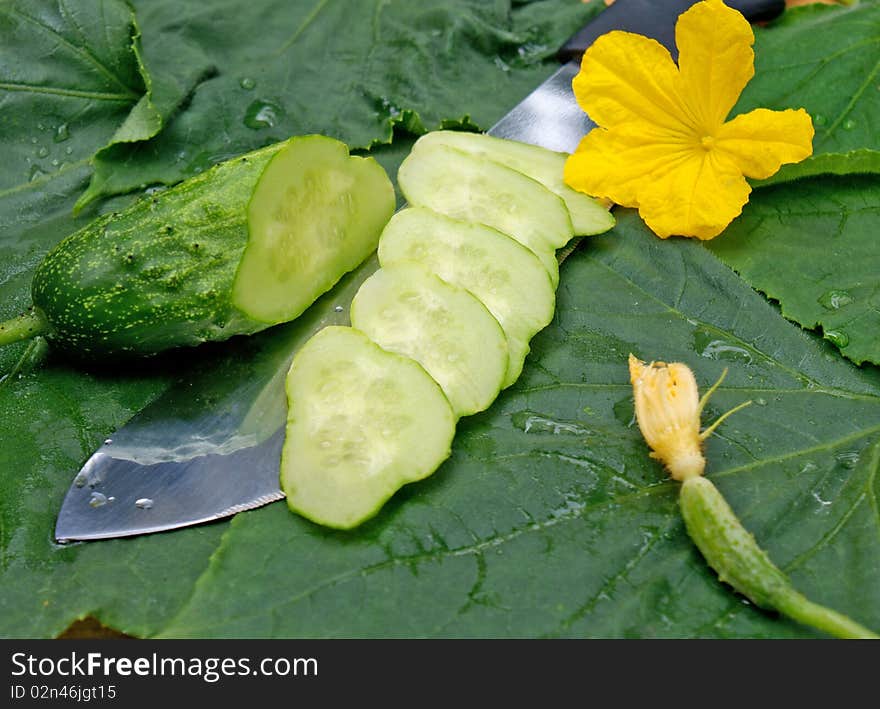 Green Young Cucumber