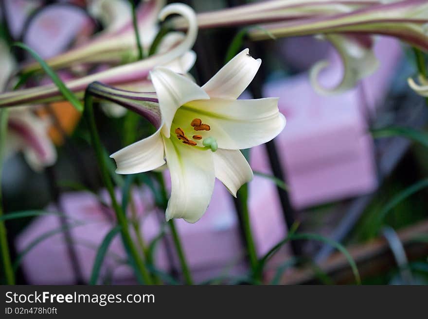 Lily Flowers