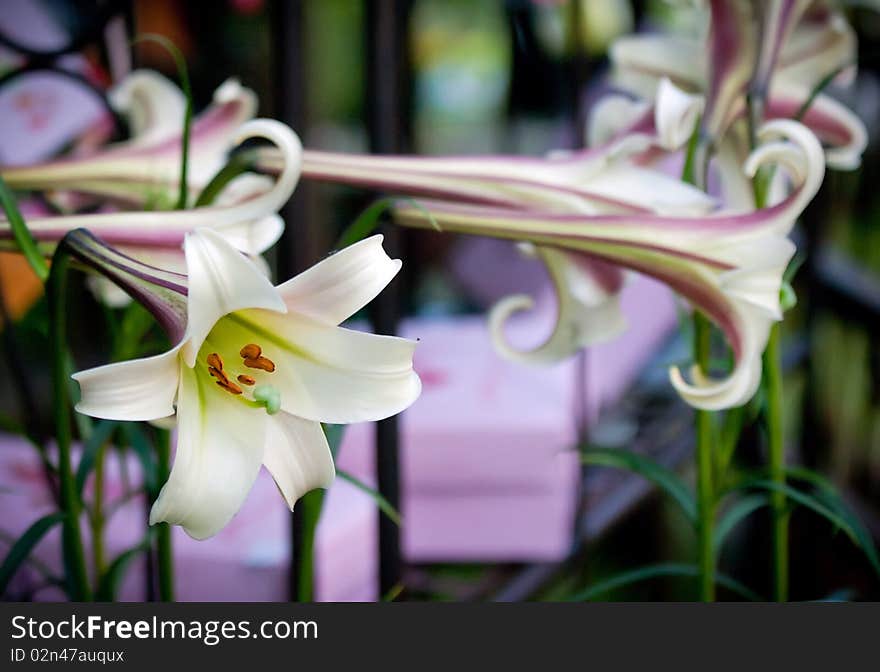 Lily Flowers