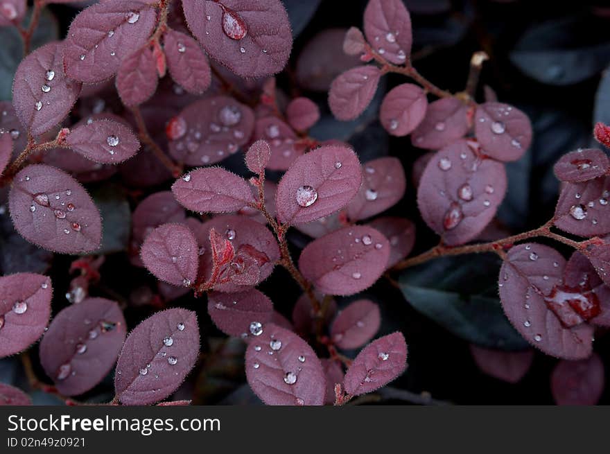 After the rain purple rain leaves sprinkled on top. After the rain purple rain leaves sprinkled on top