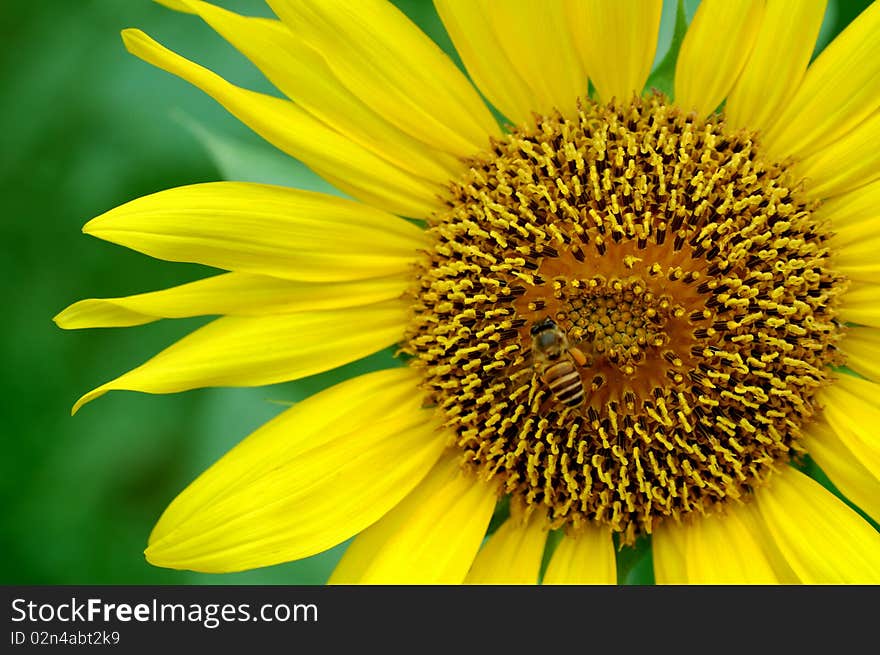 A bee in the flower above. A bee in the flower above