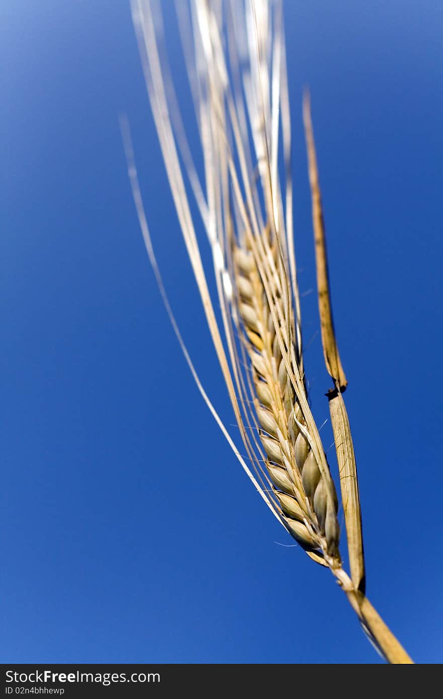 Ripe  Grain Ready For Harvest Growing In A Fa