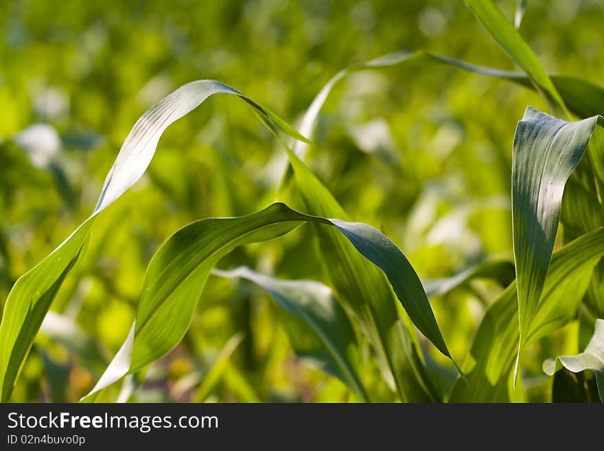 young green corn leaves in the field, agricultural background. young green corn leaves in the field, agricultural background.