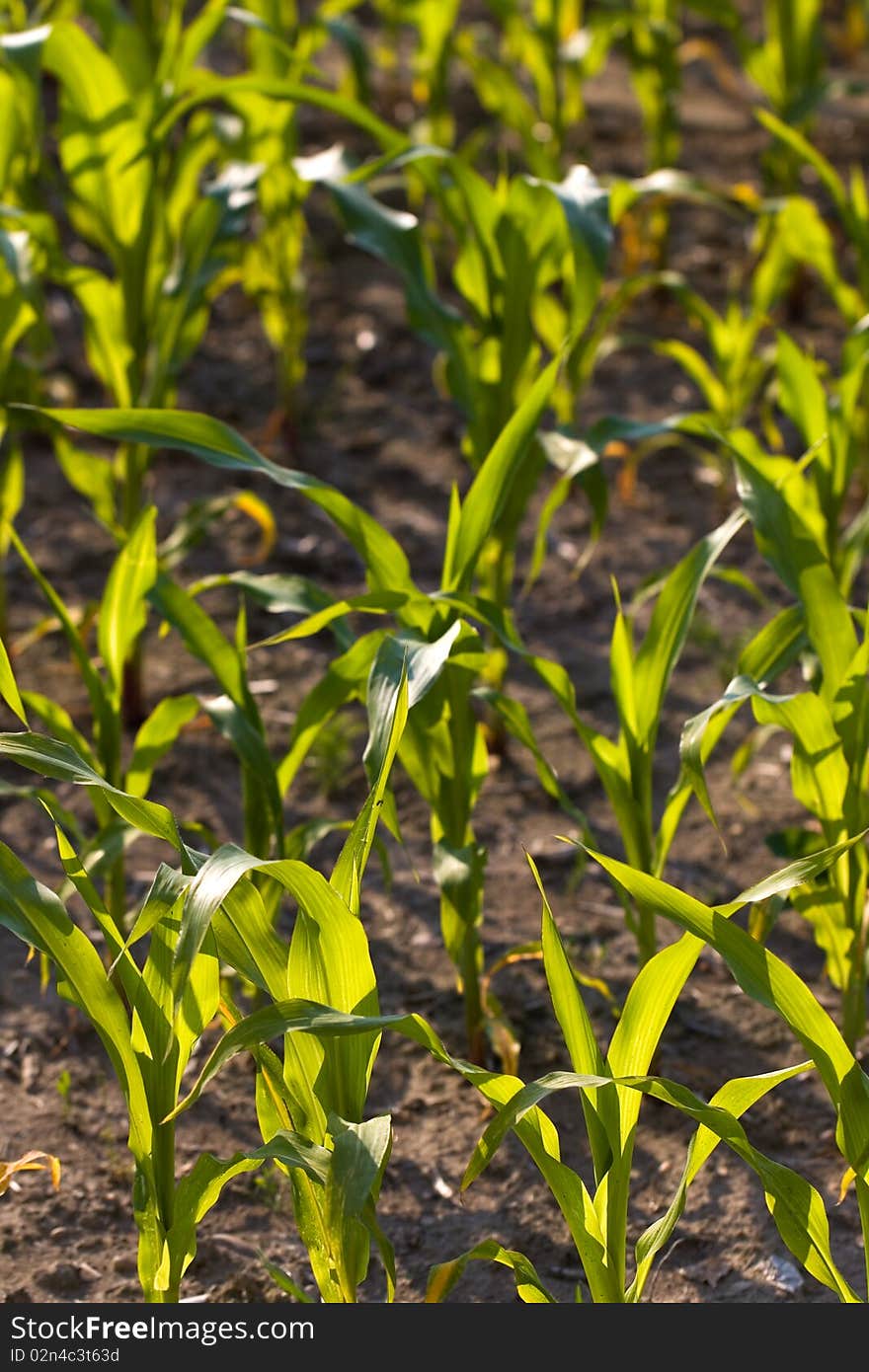 Detail of young green corn leaves in the field, ag