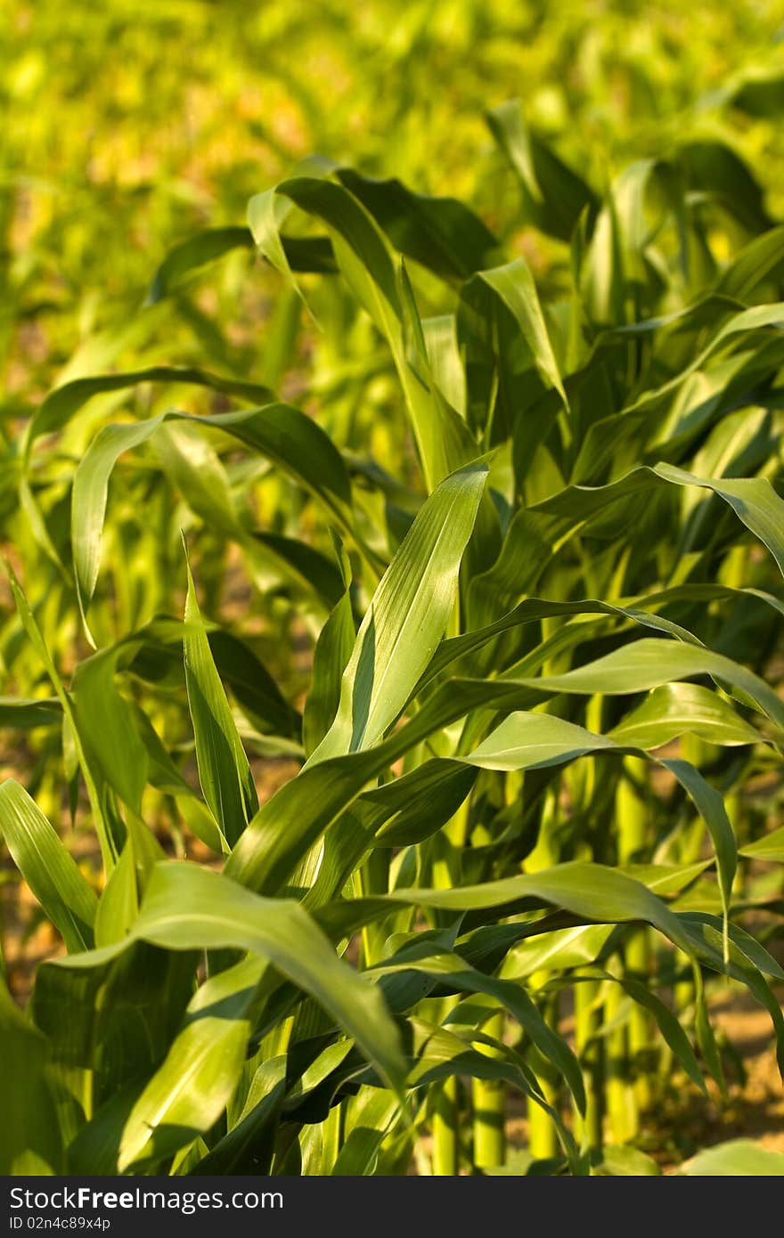 Young green corn leaves in the field, agricultural background. Young green corn leaves in the field, agricultural background.