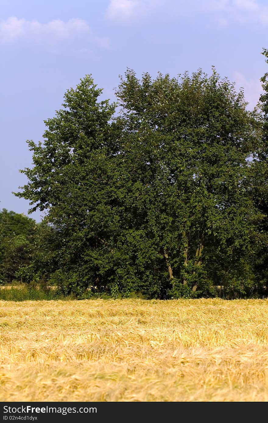 Grain ready for harvest growing in a farm field . Grain ready for harvest growing in a farm field .