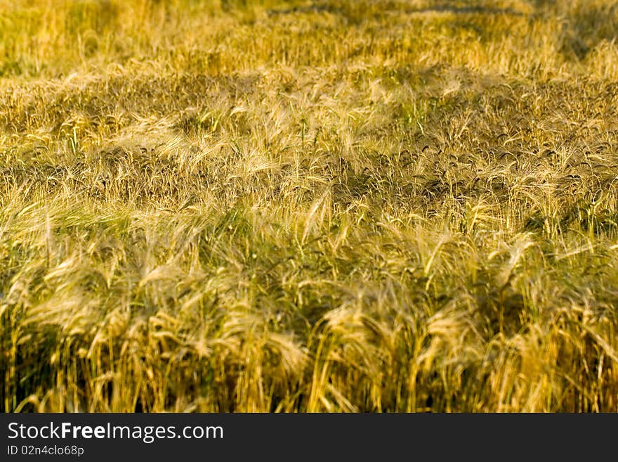 Ripe  grain ready for harvest growing in a fa