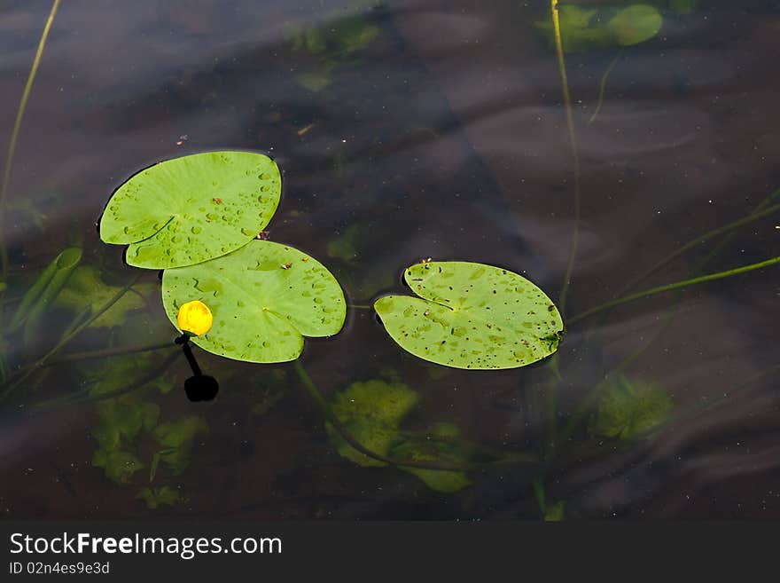 Water Lily.