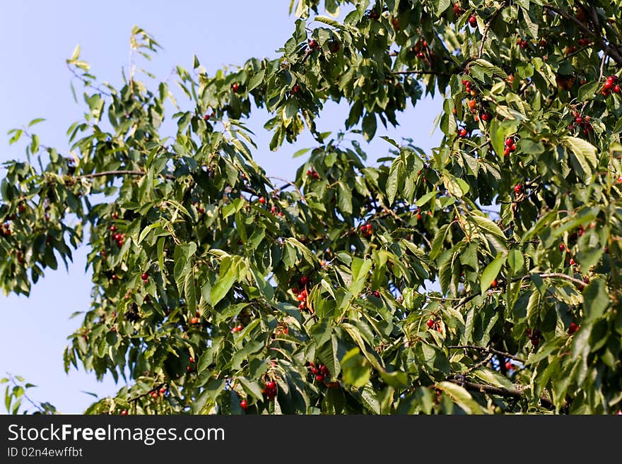 Bunch of red cherries on a branch with green leave