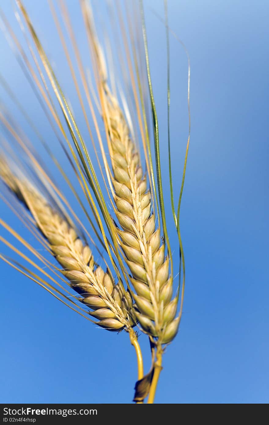 Ripe  Grain Ready For Harvest Growing In A Fa