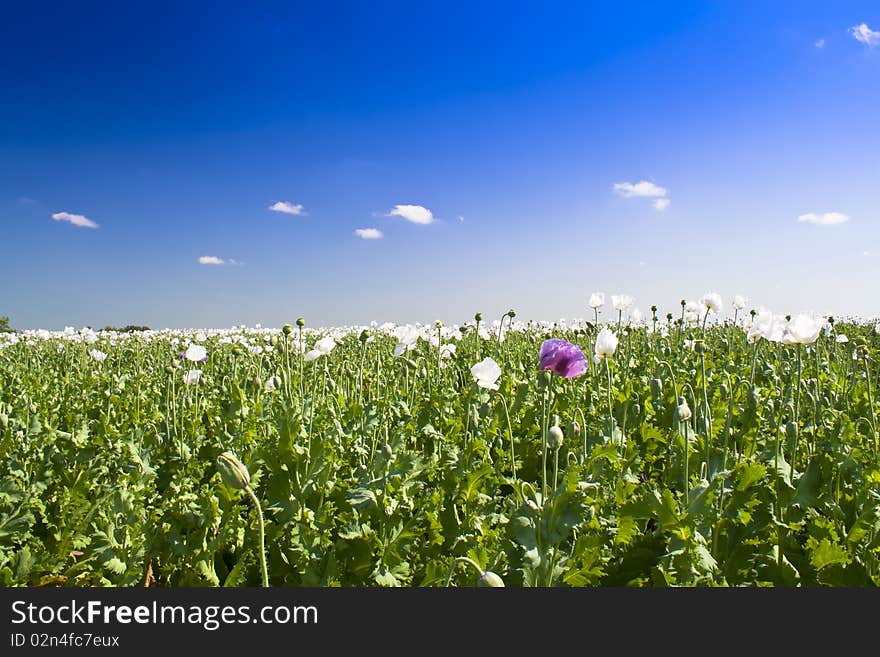 Opium poppy fields and blue skies.