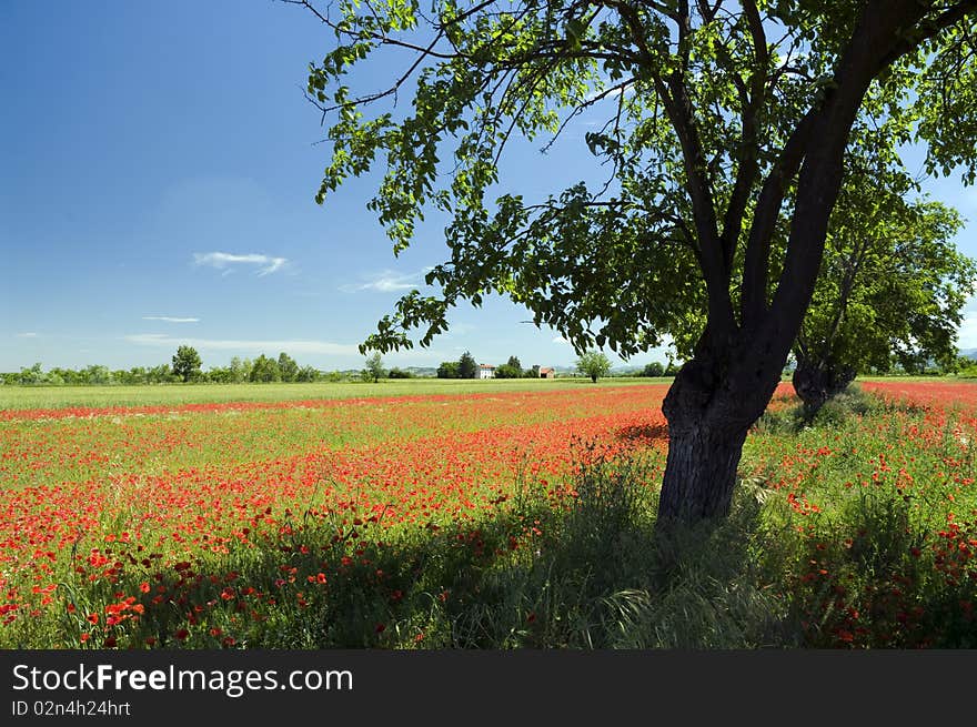 Landscape with tree and poppies