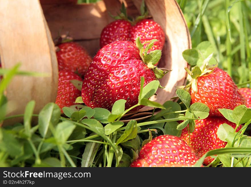 Fresh strawberries in wood basket on the glass. Fresh strawberries in wood basket on the glass