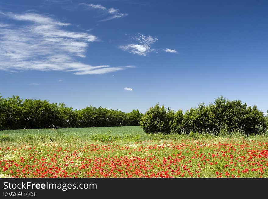 Landscape with trees and poppies