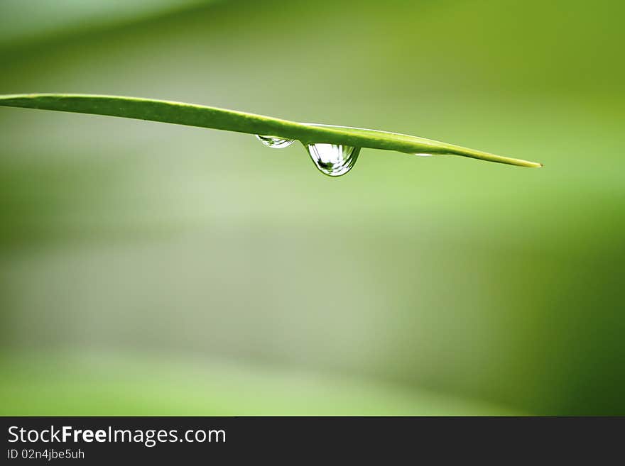 Drop of water after rain fall