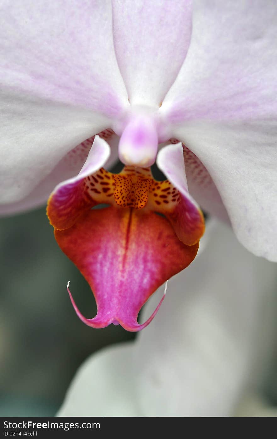 Macro image of the center of a white Orchid. Macro image of the center of a white Orchid