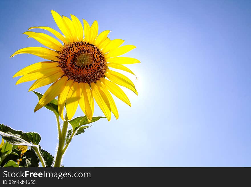 Sunlight and blue sky behind sunflower. Sunlight and blue sky behind sunflower