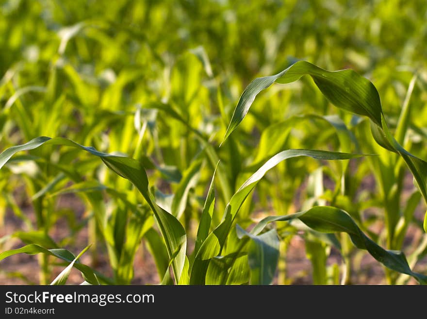 Summer time,young green corn field background