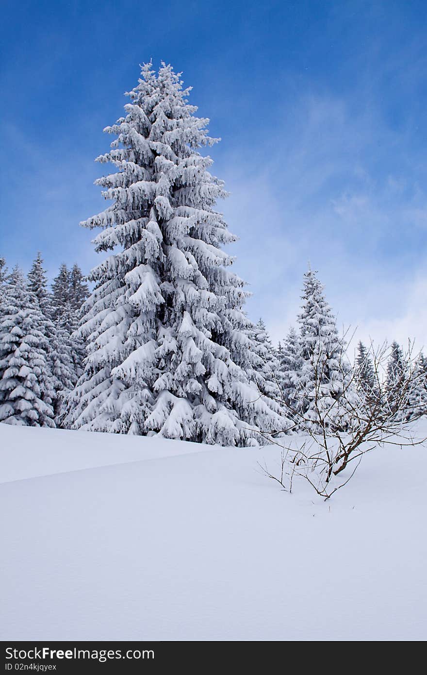 Majestic winter landscape at mountain Kopaonik