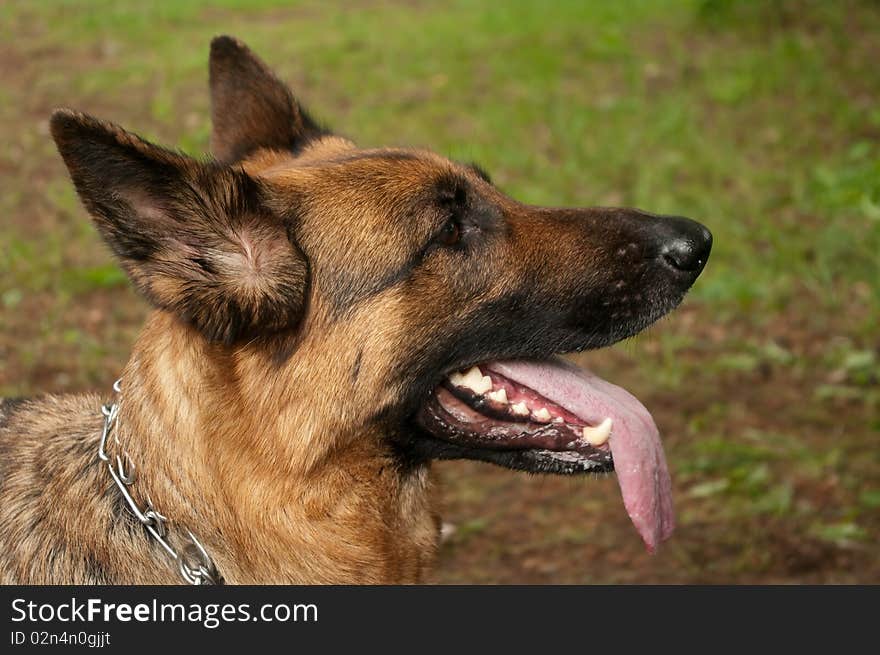 Head of a German shepherd in a profile, against a green lawn. Head of a German shepherd in a profile, against a green lawn