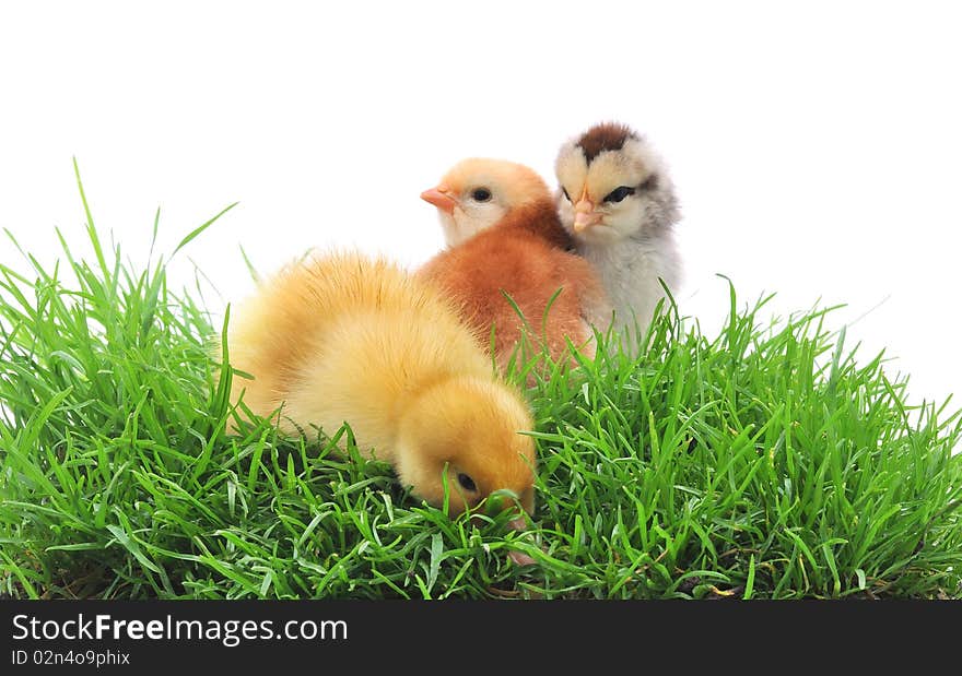 Duck and chicks in grass on white background