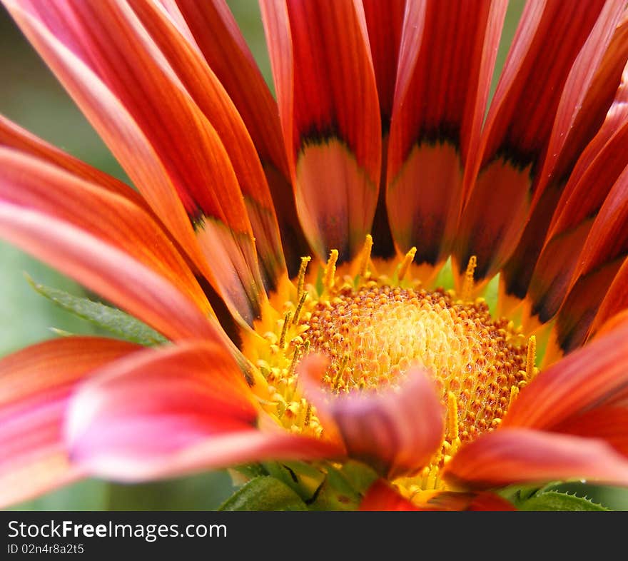 Red fresh gerbera with yellow center. Red fresh gerbera with yellow center