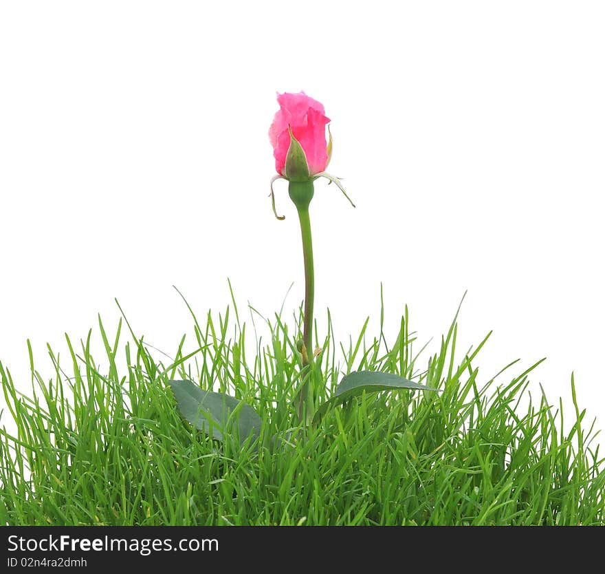 Pink rose in a grass isolated on the white