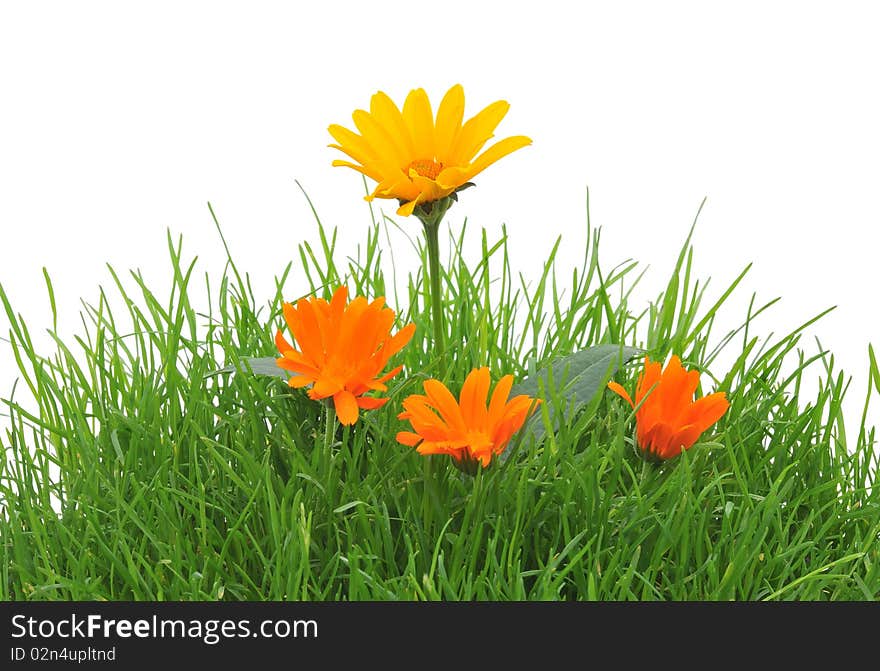 Flowers in a grass, isolated on the white. Flowers in a grass, isolated on the white