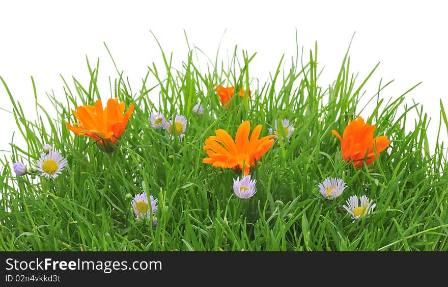 Flowers in a grass, isolated on the white. Flowers in a grass, isolated on the white