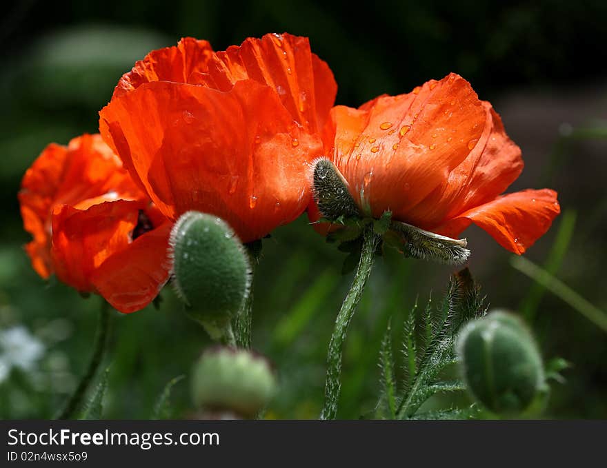 The group of field-poppies on the meadow.