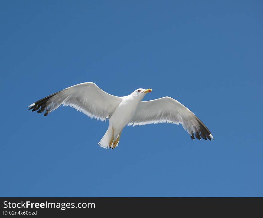 Photo of a front looking seagull against blue sky. Photo of a front looking seagull against blue sky