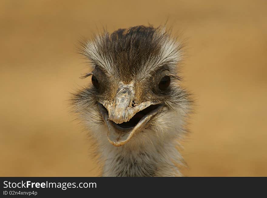 Portrait of an ostrich