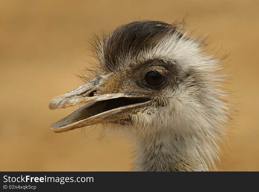 Portrait of an ostrich