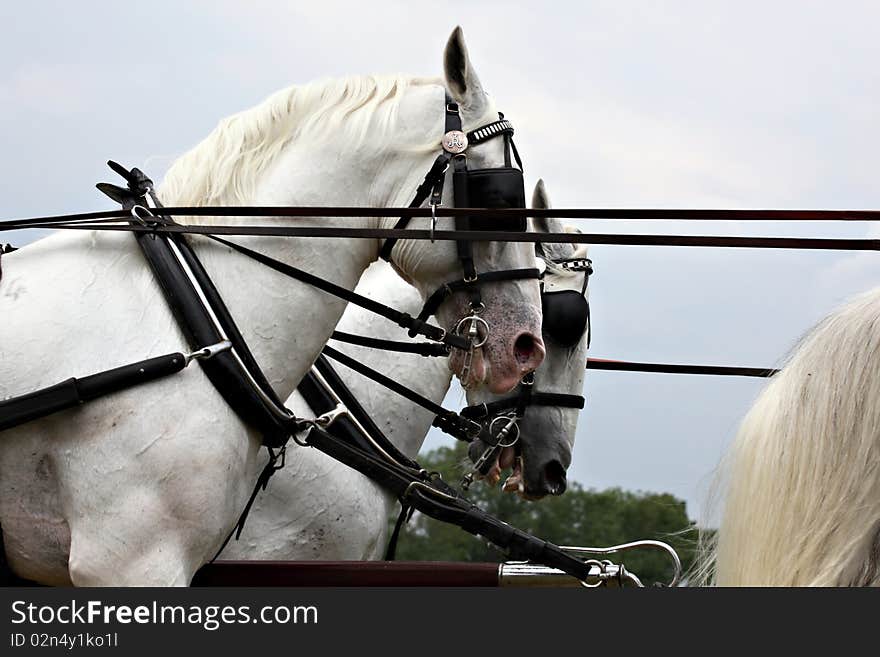 Horse Drawn Carriage