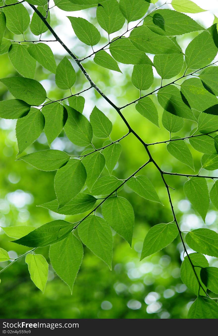 Green leaves in city park in the spring afternoon