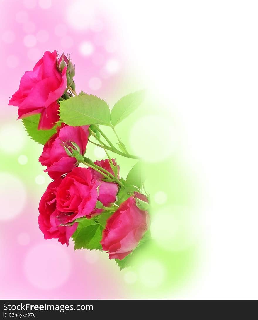 Red roses and pink romantic bokeh. Red roses and pink romantic bokeh