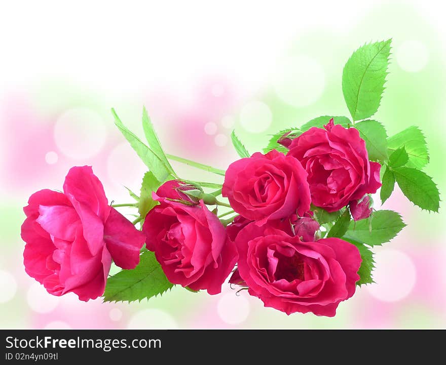 Romantic roses and colored bokeh