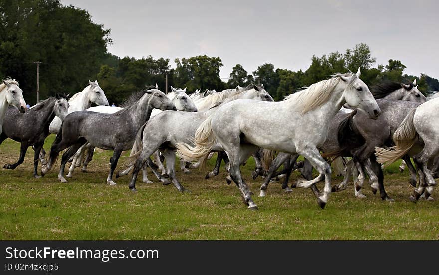 Herd of horses