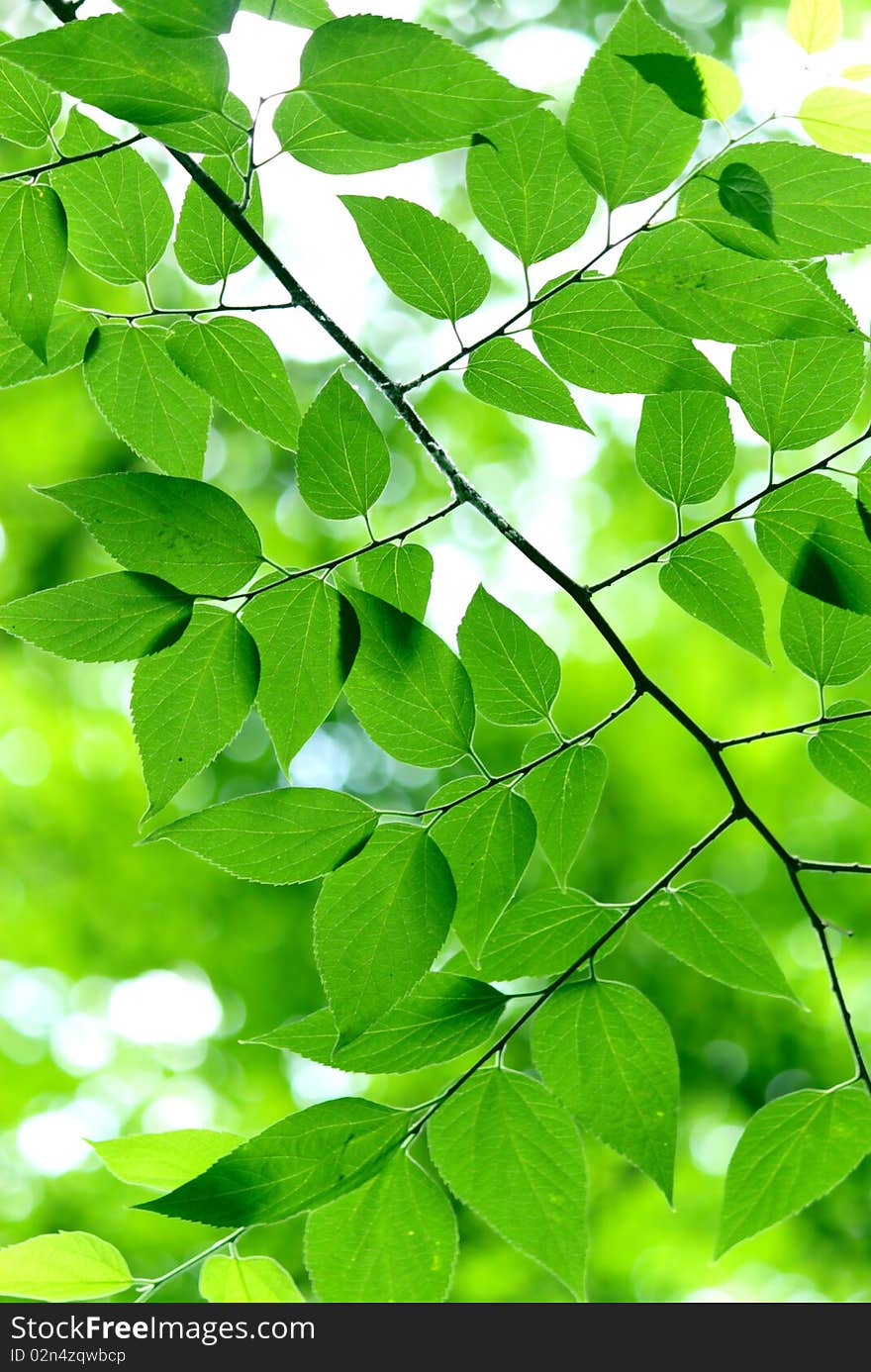 Green leaves in city park in the spring afternoon