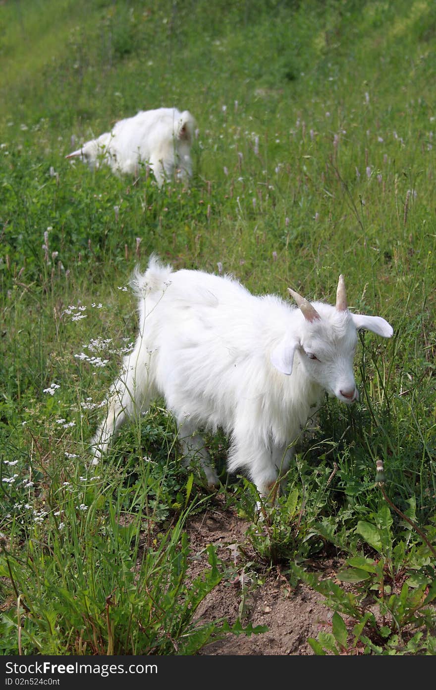 The Goat On A Green Meadow