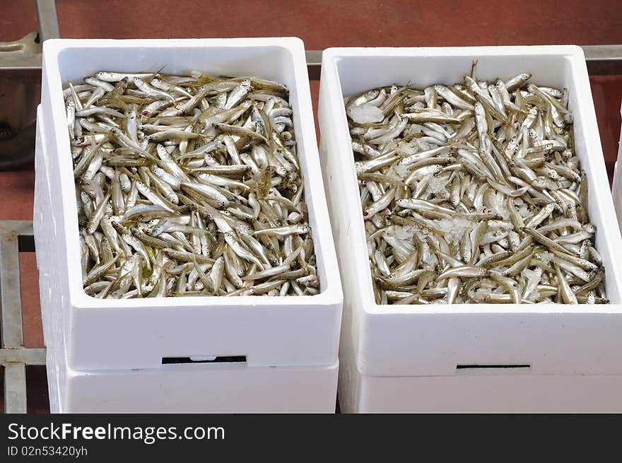 Silversides (Atherina boyeri) at a fish market near Venice