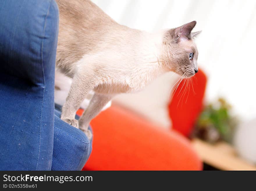 Siamese Cat Standing on an Armchair